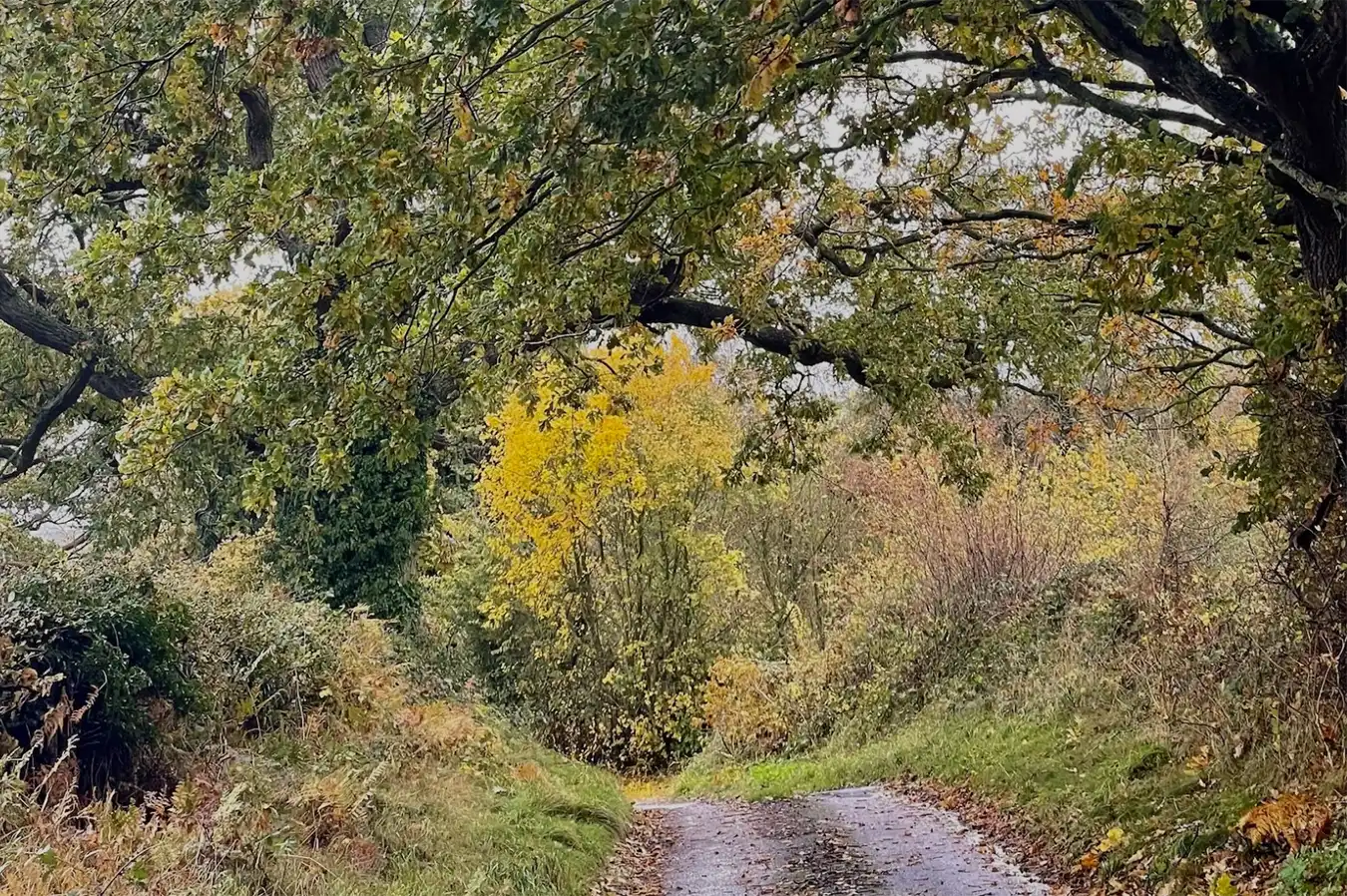 A narrow, leaf-covered road winds through a forest with dense greenery and autumn coloured foliage. An arching tree branch extends across the road.